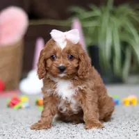 Laci, a female Cavapoo for sale in Baltic, OH – Photo 4 of 6