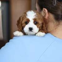 Laci, a female Cavapoo for sale in Baltic, OH – Photo 6 of 6