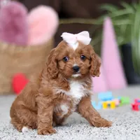 Laci, a female Cavapoo for sale in Baltic, OH – Photo 2 of 6