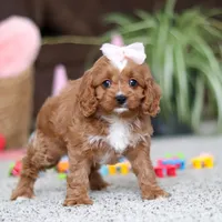 Laci, a female Cavapoo for sale in Baltic, OH – Photo 5 of 6