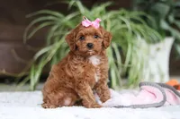 Myla, a female Cavapoo for sale in Baltic, OH – Photo 4 of 6