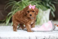 Myla, a female Cavapoo for sale in Baltic, OH – Photo 3 of 6