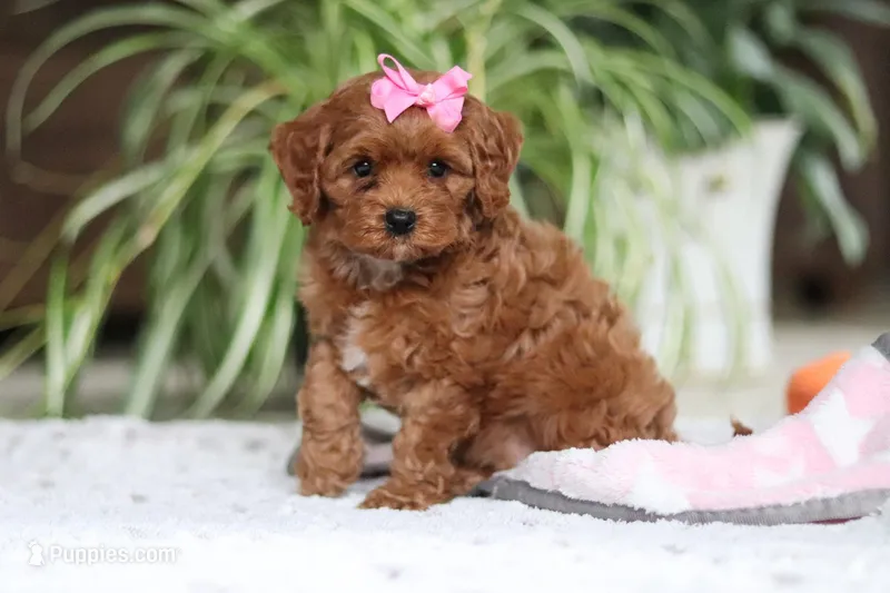 Myla – Cavapoo puppy for sale in Baltic, OH