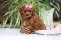 Myla, a female Cavapoo for sale in Baltic, OH – Photo 1 of 6