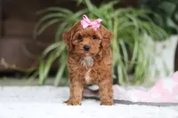 Myla, a female Cavapoo for sale in Baltic, OH – Photo 2 of 6