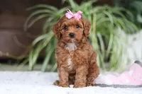 Myla, a female Cavapoo for sale in Baltic, OH – Photo 5 of 6