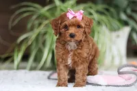Myla, a female Cavapoo for sale in Baltic, OH – Photo 6 of 6