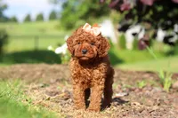 Callie, a female Cavapoo for sale in Baltic, OH – 6 of 7