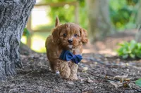 Kobe, a male Cavapoo for sale in Baltic, OH – 7 of 10
