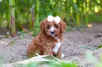 Sky, a female Cavapoo for sale in Baltic, OH – 8 of 10