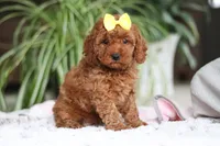 Hailey, a female Cavapoo for sale in Baltic, OH – Photo 3 of 5