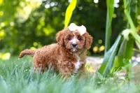 Sky, a female Cavapoo for sale in Baltic, OH – 3 of 10