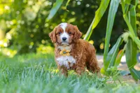 Rocky, a male Cavapoo for sale in Baltic, OH – 8 of 10