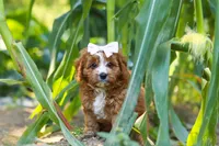 Liberty, a female Cavapoo for sale in Baltic, OH – 9 of 10