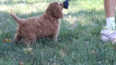 Kobe, a male Cavapoo for sale in Baltic, OH – 10 of 10
