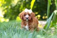 Sky, a female Cavapoo for sale in Baltic, OH – 6 of 10