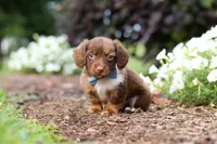 Murphey, a male Miniature Dachshund for sale in Baltic, OH – 6 of 10