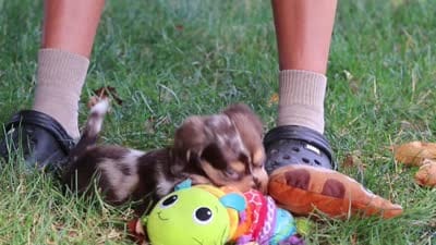Abby, a female Miniature Dachshund for sale in Baltic, OH – 10 of 10