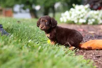 Zoey, a female Miniature Dachshund for sale in Baltic, OH – 9 of 10