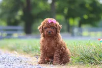 Poppy, a female Cavapoo for sale in Baltic, OH – 4 of 8