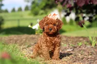Callie, a female Cavapoo for sale in Baltic, OH – 3 of 7