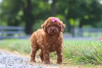 Poppy, a female Cavapoo for sale in Baltic, OH – 6 of 8