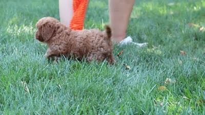 Sky, a female Cavapoo for sale in Baltic, OH – 10 of 10