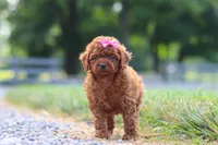 Poppy, a female Cavapoo for sale in Baltic, OH – 7 of 8