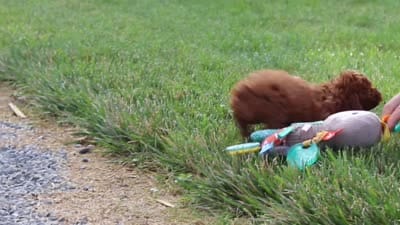 Poppy, a female Cavapoo for sale in Baltic, OH – 8 of 8