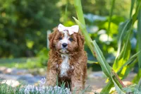 Liberty, a female Cavapoo for sale in Baltic, OH – 7 of 10