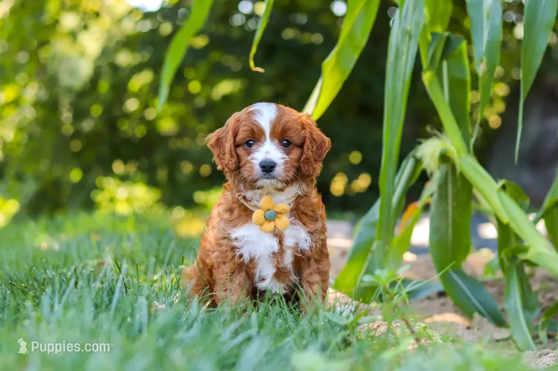 Rocky – Cavapoo puppy for sale in Baltic, OH
