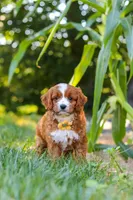 Rocky, a male Cavapoo for sale in Baltic, OH – 3 of 10