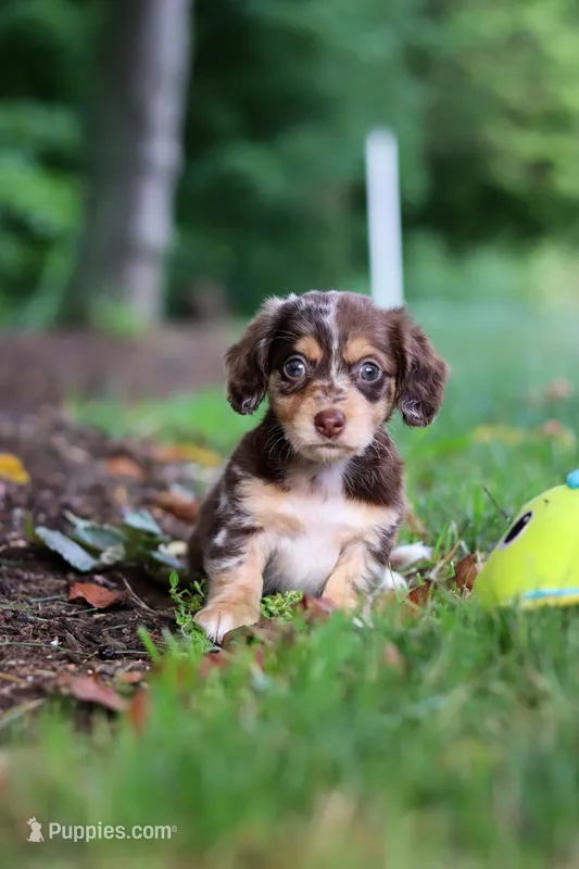 Abby – Miniature Dachshund puppy for sale in Baltic, OH