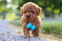 Nash, a male Cavapoo for sale in Baltic, OH – 6 of 8