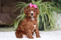 Chloe, a female Cavapoo for sale in Baltic, OH – Photo 4 of 5