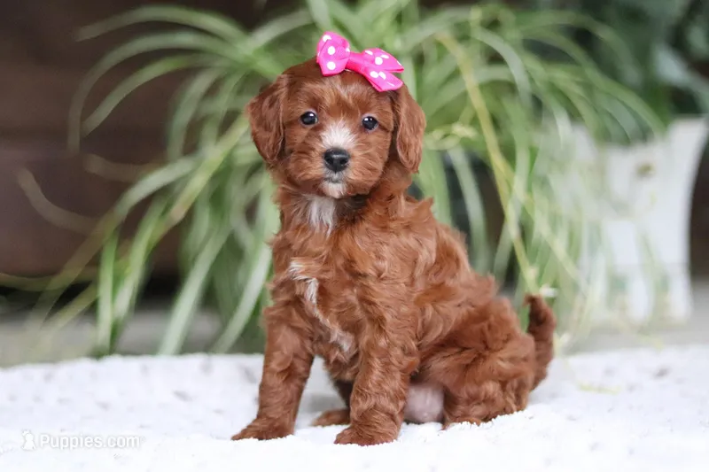 Chloe – Cavapoo puppy for sale in Baltic, OH