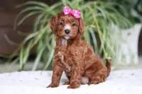 Chloe, a female Cavapoo for sale in Baltic, OH – Photo 1 of 5