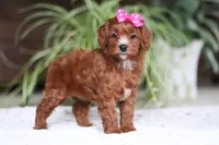 Chloe, a female Cavapoo for sale in Baltic, OH – Photo 2 of 5