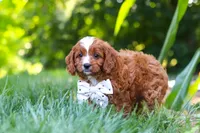 Jayce, a male Cavapoo for sale in Baltic, OH – 3 of 9
