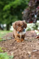 Murphey, a male Miniature Dachshund for sale in Baltic, OH – 10 of 10