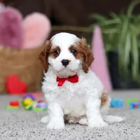 Lucas, a male Cavapoo for sale in Baltic, OH – Photo 2 of 5