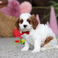 Lucas, a male Cavapoo for sale in Baltic, OH – Photo 1 of 5