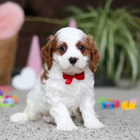 Lucas, a male Cavapoo for sale in Baltic, OH – Photo 4 of 5