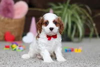 processed/2c3d7a10-4ec7-47fb-962d-dbd8dfb0c1a4/listing/7ce98b5b-5a19-4327-89fe-b5c9baf47cf5/b258ca64-db6f-4e38-90bb-6231cd620329