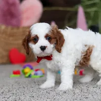 Lucas, a male Cavapoo for sale in Baltic, OH – Photo 5 of 5
