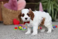 processed/2c3d7a10-4ec7-47fb-962d-dbd8dfb0c1a4/listing/7ce98b5b-5a19-4327-89fe-b5c9baf47cf5/d22182ce-2447-48e5-b6f7-0ad74a696b2b