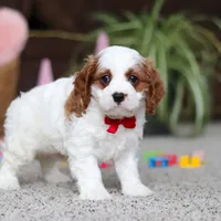 Lucas, a male Cavapoo for sale in Baltic, OH – Photo 3 of 5