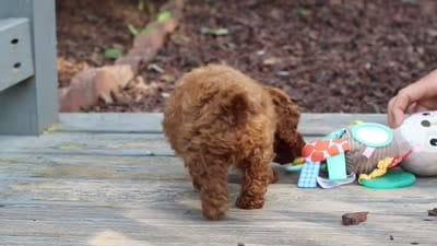 Kai, a male Cavapoo for sale in Baltic, OH – 7 of 7