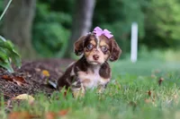 Abby, a female Miniature Dachshund for sale in Baltic, OH – 5 of 10