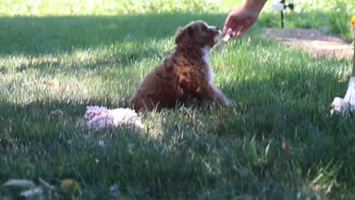 Liberty, a female Cavapoo for sale in Baltic, OH – 10 of 10